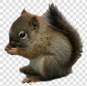 Squirrel Png Transparent Images   Chipmunk Transparent  Png Download