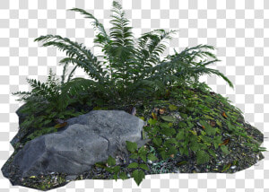 Tropical  Plants  Fern  Rocks  Grass  Botany  Green   Tropical Plant Png  Transparent Png