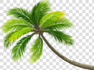  summer  palm  palmera  ftestickers  ftstickers  stickers   Beach Coconut Tree Png  Transparent Png