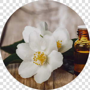 Jasmine Flowers Of Jasmine Oil  HD Png Download