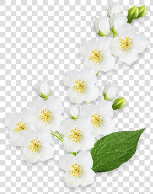 Mock Orange  HD Png Download