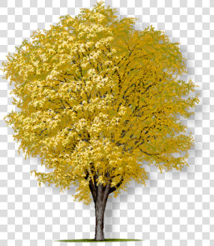 Transparent Elm Tree Png   American Elm Tree  Png Download