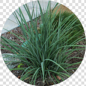 Yucca Plant Png  Transparent Png