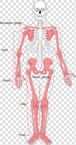 Upper And Lower Extremity  HD Png Download