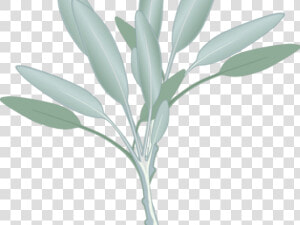 Transparent Eucalyptus Leaves Png   Sage Herb Clip Art  Png Download