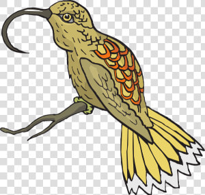 Hummingbird Clipart Sunbird   Sunbird Clipart Png  Transparent Png