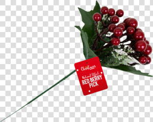 Christmas Red Berry Pick With Pdq   Floral Design  HD Png Download