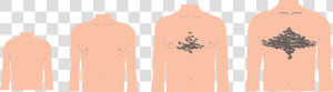 Transparent Pubic Hair Clipart   Grow Hair In Chest Puberty  HD Png Download