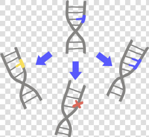 Transparent Dna Png Transparent   Mutation Png  Png Download