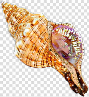  caracol  sirena  mar  estrellasdemar   Caracola De Mar  HD Png Download