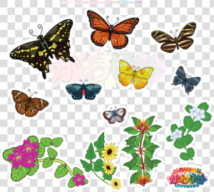 Kawaii Universe Florida Butterflies Animati By Db9ro3k   Speckled Wood  butterfly  HD Png Download