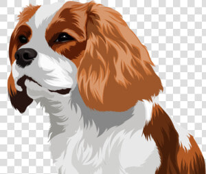 Pet Drawing Drawing Pets Dogs Vector Cartoon Design   Cavalier King Charles Spaniel  HD Png Download