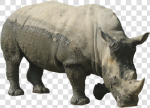 Rhinoceros Free Download Png   Rhinoceros Transparent  Png Download