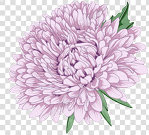 Clip Art Chrysanthemum Vector   Chrysanthemum Purple Flower Png  Transparent Png