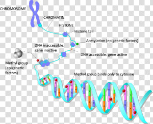 Amsbio   Com   Epigenetics   Epigenetic Alterations In Aging  HD Png Download