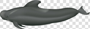 Long Finned Short Finned Pilot Whale  HD Png Download