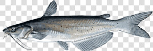 Download Catfish Png Transparent Image For Designing   Catfish Png  Png Download