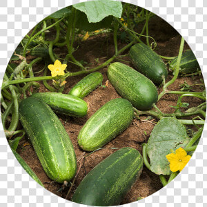 Squash Plant Vs Cucumber Plant  HD Png Download