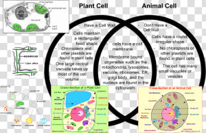 Animal Cell And Plant Cell Venn Diagram  HD Png Download