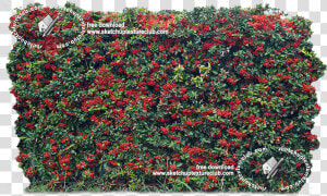 18708 Cut out Autumnal Hedge Texture   Rosa Wichuraiana  HD Png Download