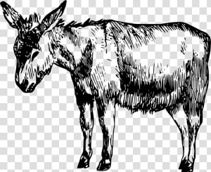 Imagenes De Burro Blanco Y Negro  HD Png Download