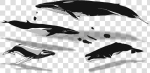 02 Apr Azores Whales Illustration   Humpback Whale  HD Png Download