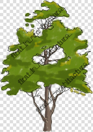 Fia Trees Elevation   Tree In Elevation For Photoshop  HD Png Download