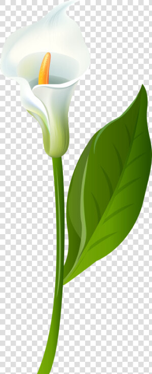 Calla Lily Transparent Png Clip Art Imageu200b Gallery  Png Download