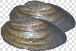 Baltic Clam  HD Png Download