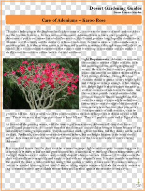 Loosestrife And Pomegranate Family  HD Png Download