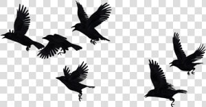 Crows Flying Transparent Background  HD Png Download