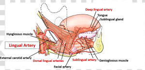 Lingual Artery  HD Png Download