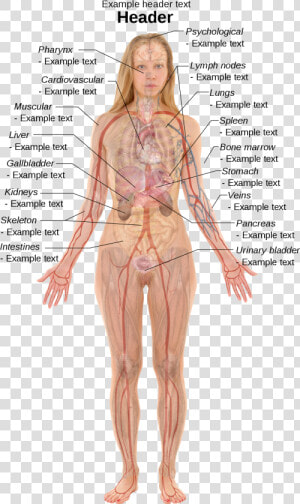 Clip Art Internal Body Parts   Woman Human Body Anatomy  HD Png Download