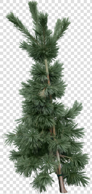 Fir tree Png Image   Fir  Transparent Png