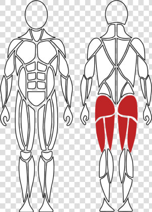 Active Muscles For Hip Extension  David Health Solutions   Illustration  HD Png Download