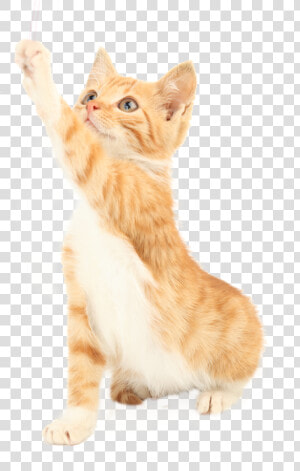 Cat Png Picture   Squitten  Transparent Png