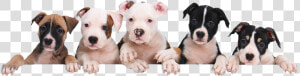 Petland Naperville Puppy Package Value   Puppies Png  Transparent Png