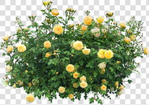 Shrub Flowering Plant Rose   Flower Plants Png  Transparent Png