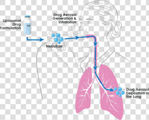 Aerosol Drug Therapy  HD Png Download