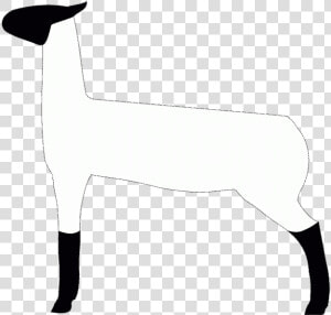 Lamb Show Clip Art  HD Png Download