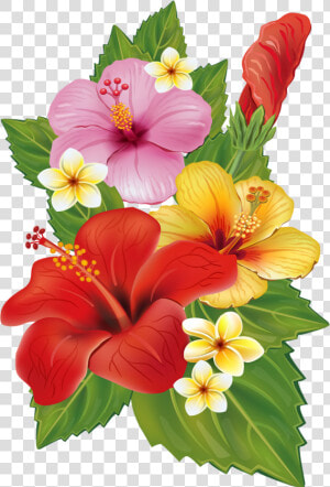 Hawaii Clipart Plumeria Hawaiian   Tropical Flowers Transparent Background  HD Png Download