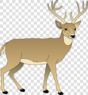 Vector Deer   White Tailed Deer Clipart  HD Png Download