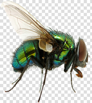 Fly   Fly Png  Transparent Png