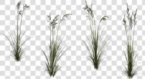 Transparent Tall Grass Texture  HD Png Download