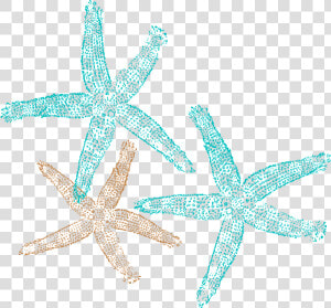 Png Starfish Vector   Free Starfish Clipart  Transparent Png