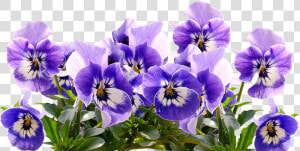 Spring Pansy Mother S Day Free Picture   Flower Purple Mothers Day  HD Png Download