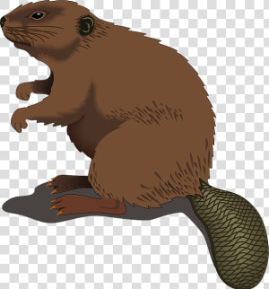 Beaver Standing Clip Art   Beaver Clip Art  HD Png Download