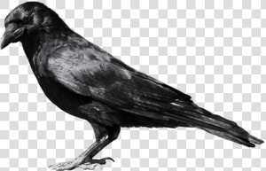 Black Crow Sideview   Crow Png  Transparent Png