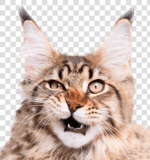 Happens If You Cut A Cat  39 s Whiskers  HD Png Download