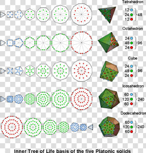 Inner Tree Of Life Basis Of The 5 Platonic Solids   Circle  HD Png Download